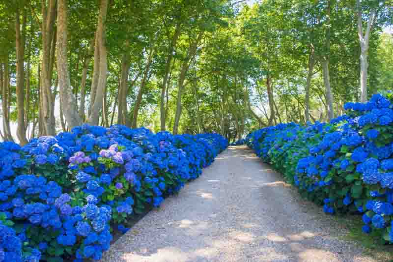 Blue Hydrangea, Blue Flowers, Nikko Blue Hydrangea, Big Daddy Hydrangea