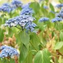 Hydrangea is wilting, Wilting Hydrangea, Hydrangea care