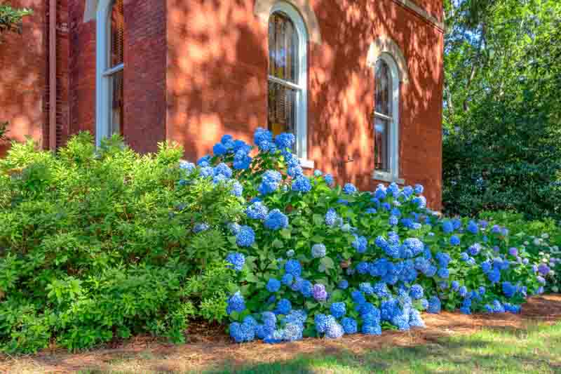 Nikko Blue Hydrangea, Blue Hydrangea, Hydrangea Flowers, Hydrangea macrophylla, Bigleaf Hydrangea