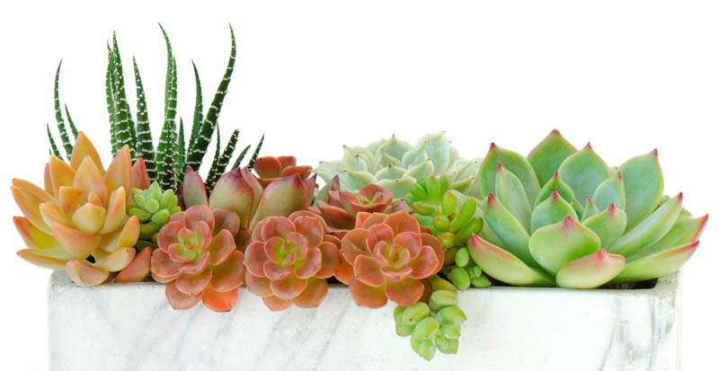 Haworthia, echeveria, succulents, succulent mix, houseplant