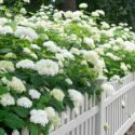 White Hydrangea, Annabelle Hydrangea, Incrediball Hydrangea, Climbing Hydrangea, Bobo Hydrangea