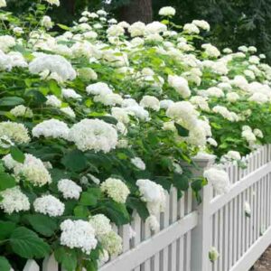 White Hydrangea, Annabelle Hydrangea, Incrediball Hydrangea, Climbing Hydrangea, Bobo Hydrangea