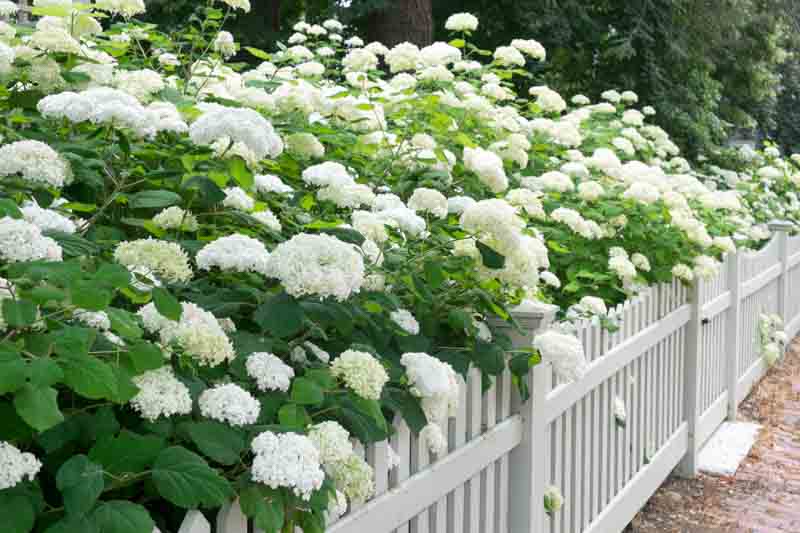 White Hydrangea, Annabelle Hydrangea, Incrediball Hydrangea, Climbing Hydrangea, Bobo Hydrangea