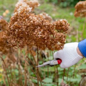 Pruning Hydrangea, Hydrangea Pruning, How to prune Hydrangeas, Hydrangea, Hydrangeas