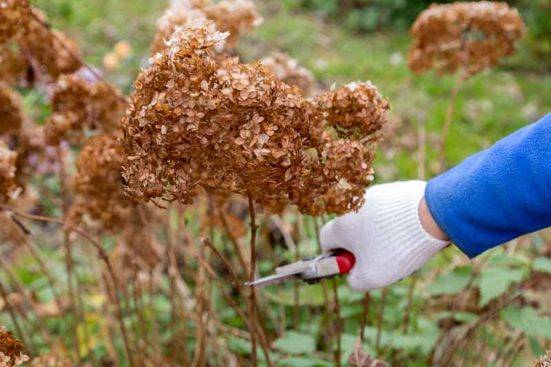 Pruning Hydrangea, Hydrangea Pruning, How to prune Hydrangeas, Hydrangea, Hydrangeas