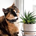 Succulents toxic to cats, Succulents poisonous to cats