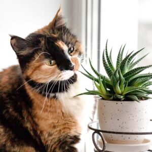 Succulents toxic to cats, Succulents poisonous to cats