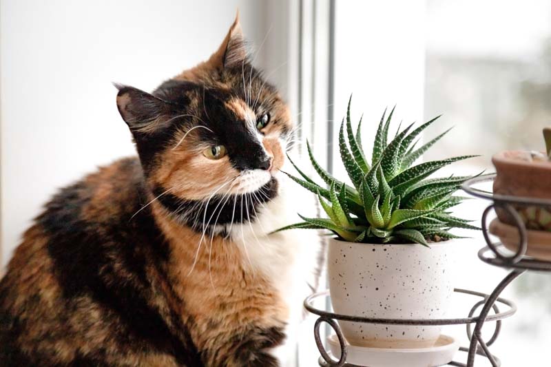 Succulents toxic to cats, Succulents poisonous to cats
