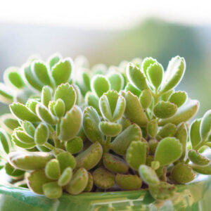 Bear Paw Succulent, Bear Claws, Cotyledon tomentosa, Succulent Plants