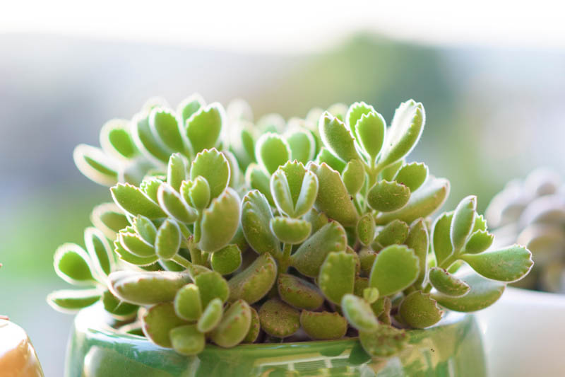 Bear Paw Succulent, Bear Claws, Cotyledon tomentosa, Succulent Plants
