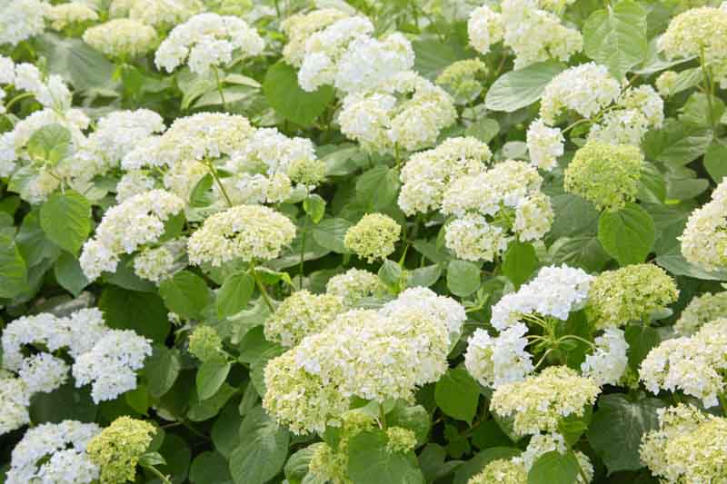 Annabelle Hydrangea, White Hydrangea, Hydrangea arborescens, Smooth Hydrangea