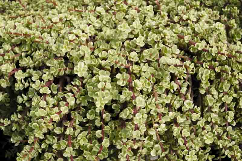 Portulacaria afra Variegata, Variegated Elephant Food, Elephant Bush, Dwarf Jade, Miniature Jade, Variegated Succulent