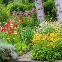 Garden Idea, Lavender Garden, Daisy Garden, Lobelia, Rudbeckia, Black-eded Susan