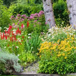 Garden Idea, Lavender Garden, Daisy Garden, Lobelia, Rudbeckia, Black-eded Susan
