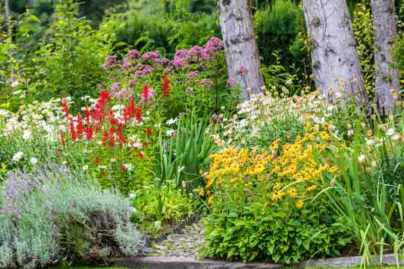 Garden Idea, Lavender Garden, Daisy Garden, Lobelia, Rudbeckia, Black-eded Susan
