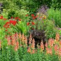 Garden Design, Garden Idea, Crocosmia, Heuchera, Snapdragons, Meadow Rue