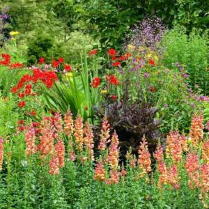 Garden Design, Garden Idea, Crocosmia, Heuchera, Snapdragons, Meadow Rue