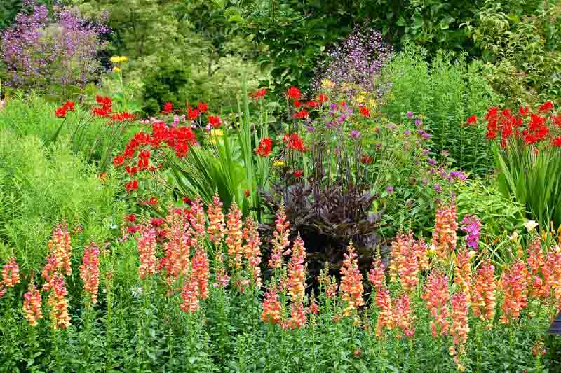 Garden Design, Garden Idea, Crocosmia, Heuchera, Snapdragons, Meadow Rue