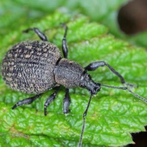 Black vine weevil, Otiorhynchus sulcatus, Plant Pest