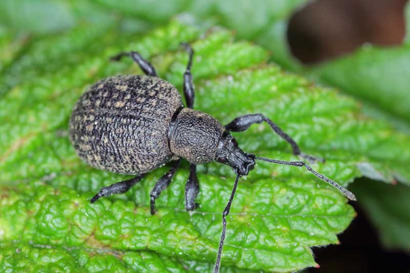 Black vine weevil, Otiorhynchus sulcatus, Plant Pest