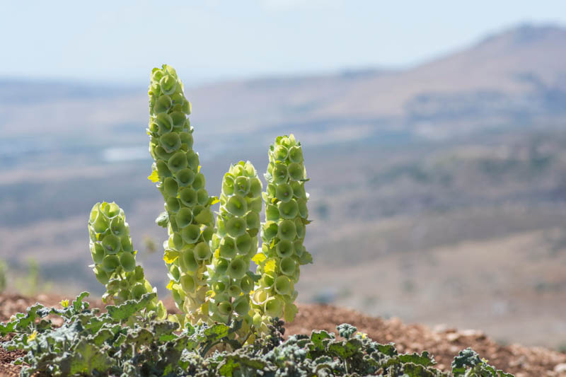 Bells of Ireland, Moluccella laevis, Irish Bell Fflower, Irish Bells, Green Flowers