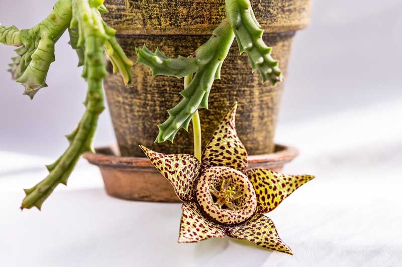 orbea variegata, carrion flower, starfish plant, stapelia variegata, hanging succulent, succulent plants