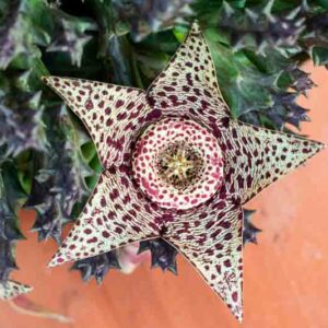 orbea variegata, carrion flower, starfish plant, stapelia variegata, hanging succulent, succulent plants