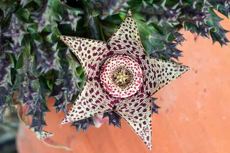 orbea variegata, carrion flower, starfish plant, stapelia variegata, hanging succulent, succulent plants
