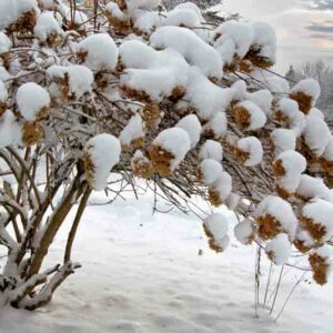 Hydrangea, Winter, Hydrangea Winter Care, Overwintering Hydrangea
