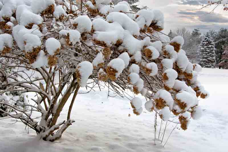 Hydrangea, Winter, Hydrangea Winter Care, Overwintering Hydrangea