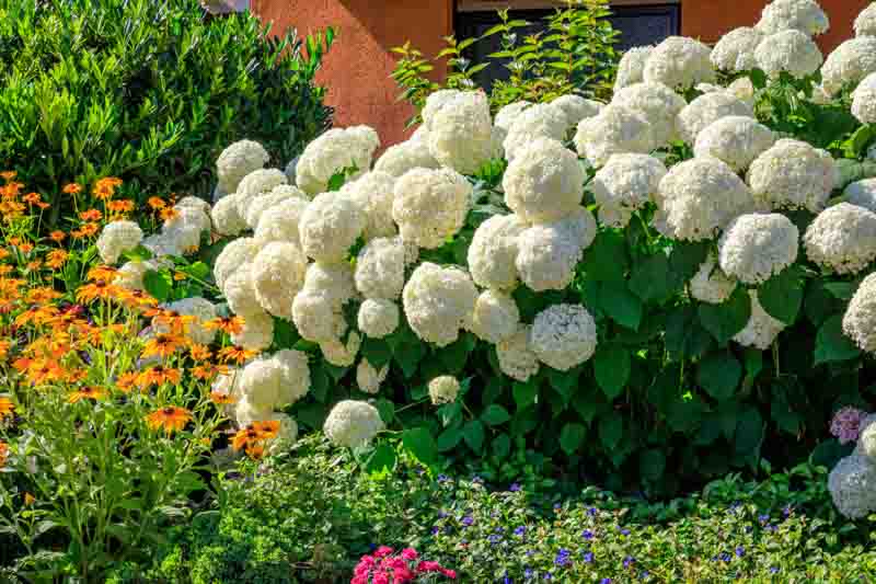 Hydrangea companion plants. Annabelle Hydrangea, Smooth Hydrangea