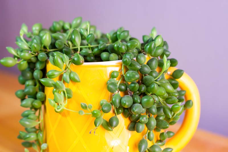 String of Watermelons, Senecio herreianus, Hanging Succulent, Hanging Plant