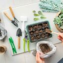 How to propagate succulents, Succulent propagation, Propagate succulents