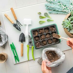 How to propagate succulents, Succulent propagation, Propagate succulents