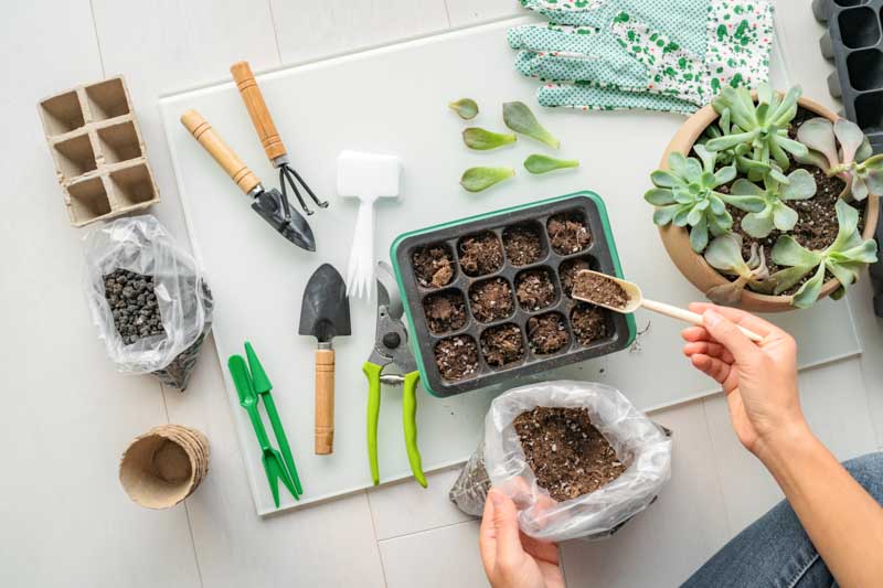 How to propagate succulents, Succulent propagation, Propagate succulents