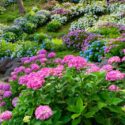 Hydrangea not blooming, Hydrangea flowers, Hydrangea macrophylla