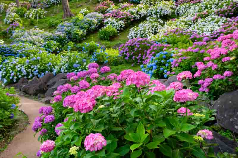 Hydrangea not blooming, Hydrangea flowers, Hydrangea macrophylla