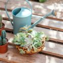 How often to water succulents, watering succulents, succulents
