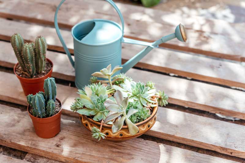 How often to water succulents, watering succulents, succulents
