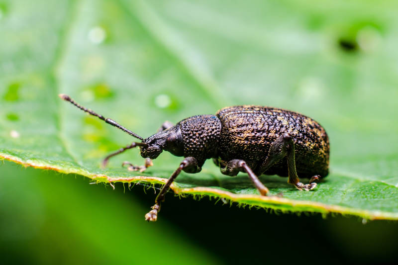 Black vine weevil, Otiorhynchus sulcatus, Plant Pest
