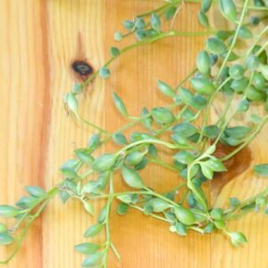 String of Watermelons, Senecio herreianus, Hanging Succulent, Hanging Plant