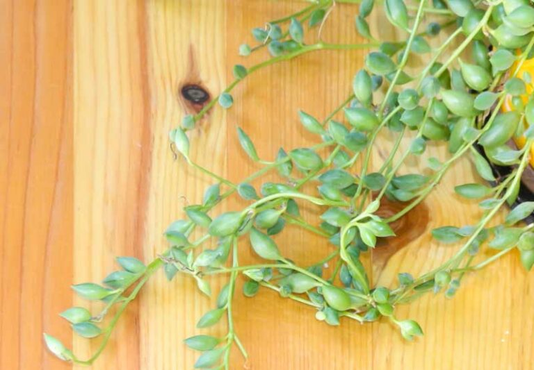 String of Watermelons, Senecio herreianus, Hanging Succulent, Hanging Plant