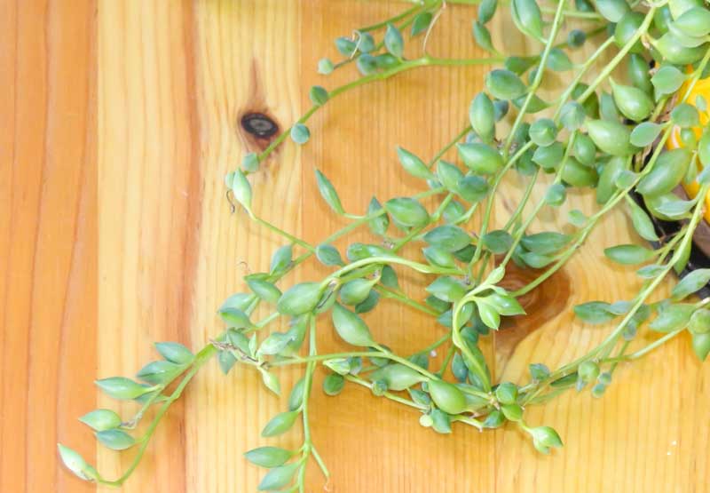String of Watermelons (Senecio herreianus) trailing from a hanging basket