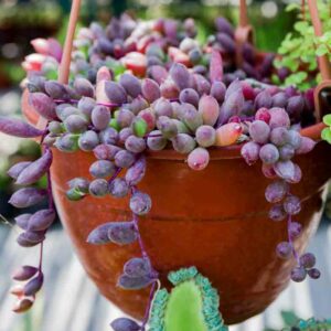 Ruby Necklace, Othonna capensis, Hanging Succulents, Succulent Plants, Succulent groundcover