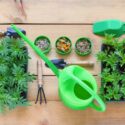 How to plant Marigold seeds, Marigold seeds, Marigold flowers, marigolds, summer annuals