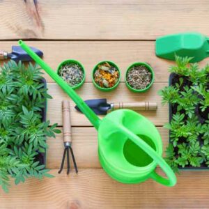 How to plant Marigold seeds, Marigold seeds, Marigold flowers, marigolds, summer annuals