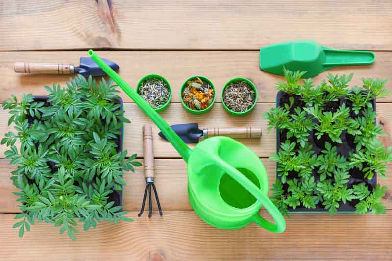 How to plant Marigold seeds, Marigold seeds, Marigold flowers, marigolds, summer annuals