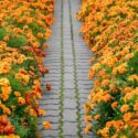 Marigold Flowers, Marigold, Marigolds Flowers, Types of Marigolds, Annuals, Summer Annuals, Yellow Flowers