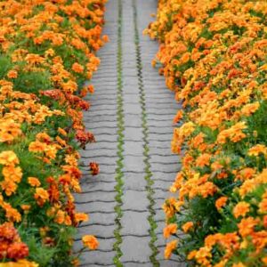 Marigold Flowers, Marigold, Marigolds Flowers, Types of Marigolds, Annuals, Summer Annuals, Yellow Flowers