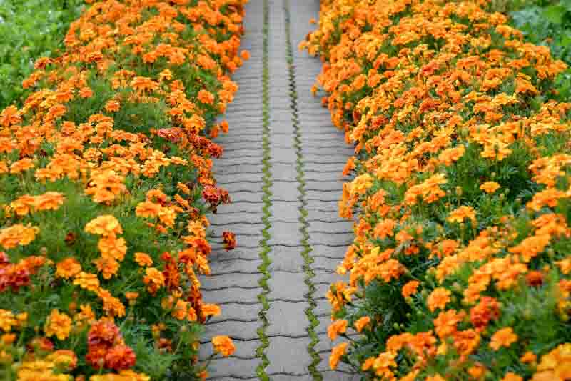 Marigold Flowers, Marigold, Marigolds Flowers, Types of Marigolds, Annuals, Summer Annuals, Yellow Flowers